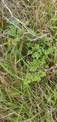 Sophora molloyi