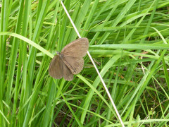 Coenonympha oedippus