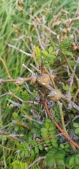 Sophora molloyi