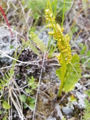 Botrychium pinnatum image