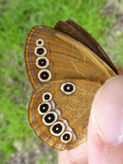 Coenonympha oedippus