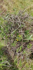 Sophora molloyi