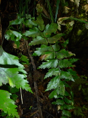 Asplenium polyodon