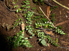 Asplenium hookerianum