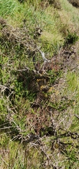 Sophora molloyi