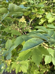 Sambucus nigra