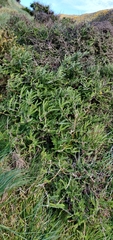 Sophora molloyi