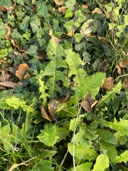 Taraxacum