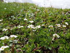 Androsace chamaejasme