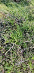 Sophora molloyi