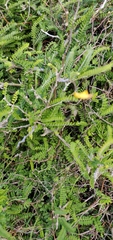 Sophora molloyi