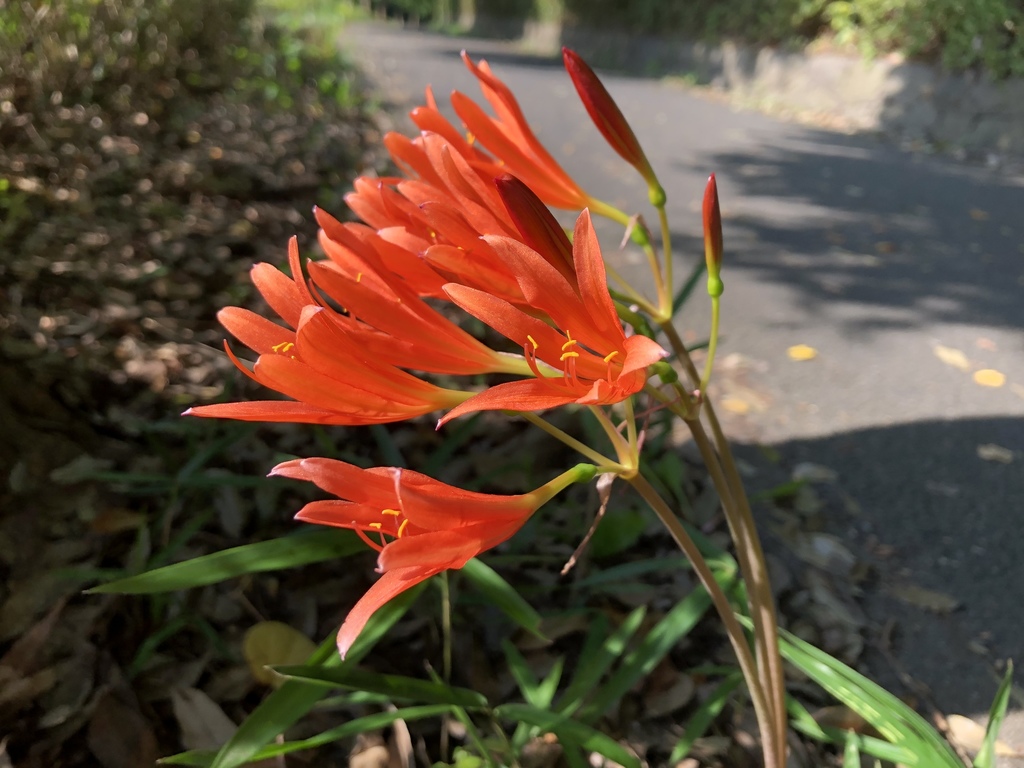 Orange spider lily (Lycoris sanguinea)