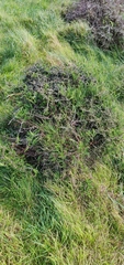 Sophora molloyi