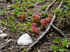Sedum atratum