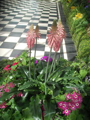 Veltheimia