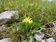 Anthyllis vulneraria alpestris