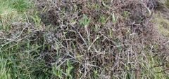 Sophora molloyi