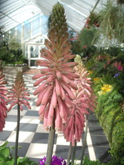 Veltheimia