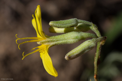 Crepis pleurocarpa