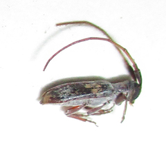 Eunidia subtergrisea