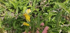 Sophora molloyi