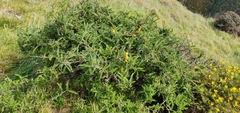 Sophora molloyi