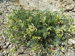 Astragalus bolanderi