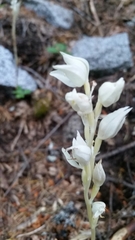 Cephalanthera austiniae