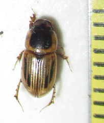 Neocalaphodius moestus