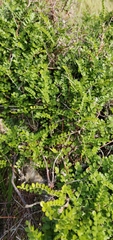 Sophora molloyi