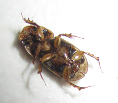 Neocalaphodius moestus