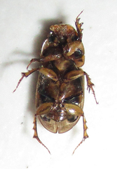 Neocalaphodius moestus