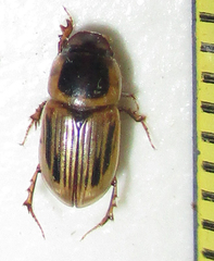 Neocalaphodius moestus