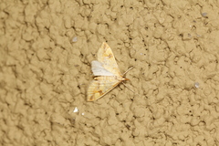 Choristostigma plumbosignalis