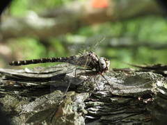 Gomphaeschna furcillata