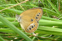 Coenonympha oedippus