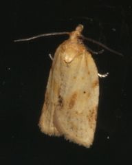 Clepsis therina