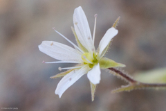 Sabulina nuttallii