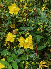 Hypericum × hidcoteense