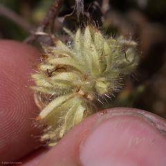 Phacelia corymbosa