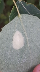 Phyllonorycter sagitella