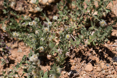 Galium serpenticum scotticum