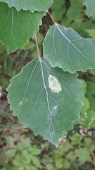 Phyllonorycter sagitella
