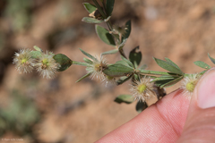 Galium serpenticum scotticum