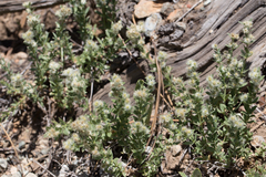 Galium serpenticum scotticum