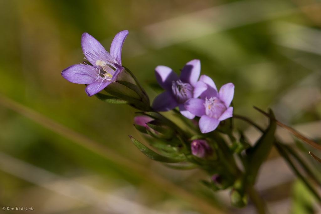 autumn gentian (Plants of Mueller State Park)  iNaturalist
