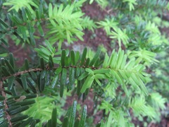 Tsuga sieboldii