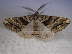 Lipogya leucoprosopa