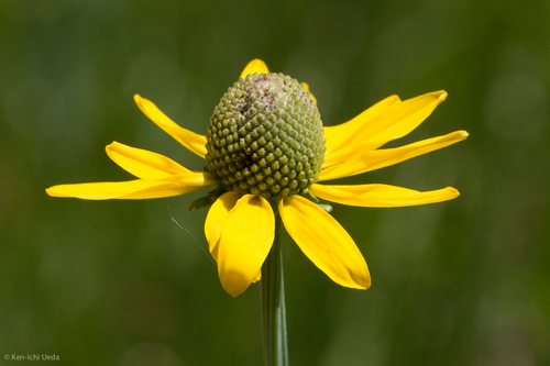 Waxy Coneflower