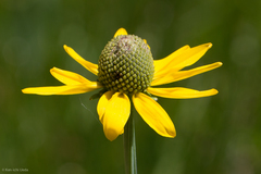 Rudbeckia glaucescens